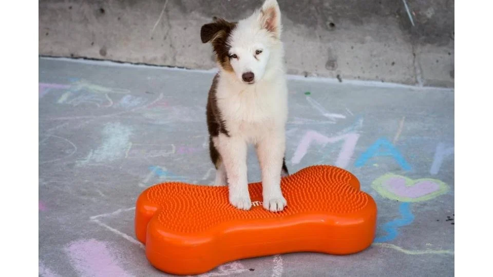 FitPaws K9FITbone GEDK9